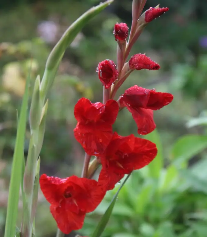 gladiolo fiore - In che mese fioriscono i gladioli