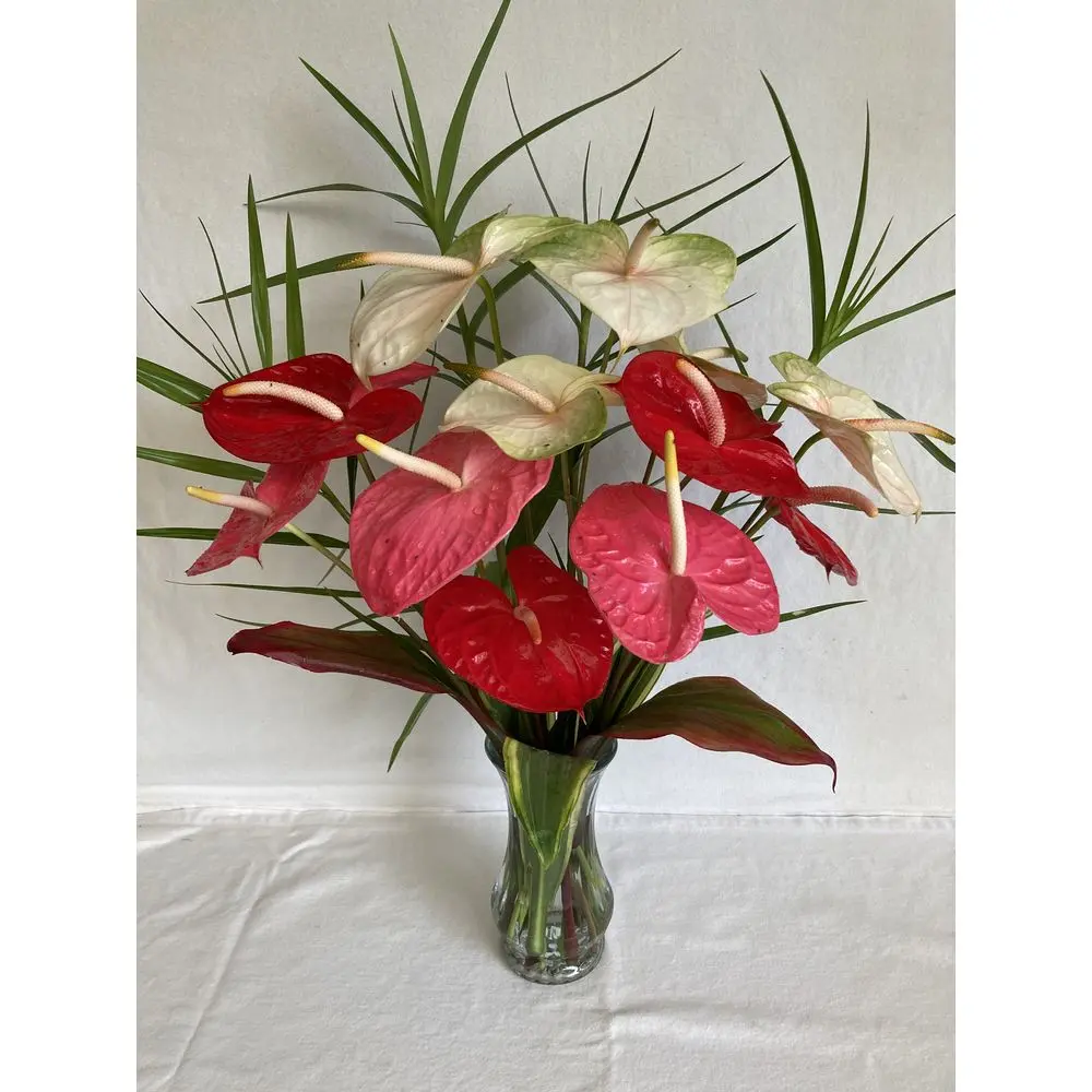 Anthurium Fiori: Come far rifiorire questa bellissima pianta da fiore - In che periodo dell'anno fiorisce l Anthurium anthurium fiori - In che periodo dell'anno fiorisce l Anthurium