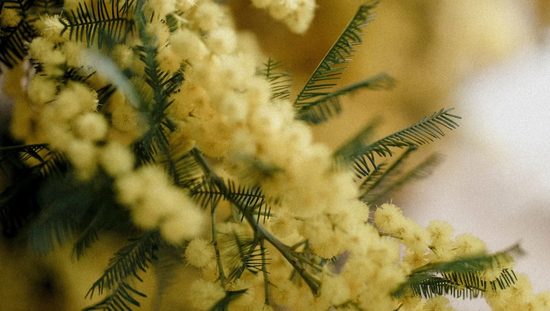 Fiori per la Festa della Donna: Tradizione e Significato - Perché è stata scelta la mimosa come fiore per la festa della donna fiori festa della donna - Perché è stata scelta la mimosa come fiore per la festa della donna