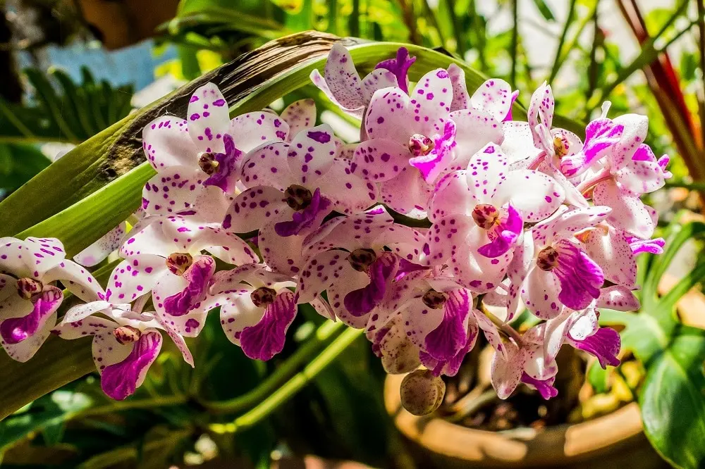 Fiore appassito: come far riprendere i fiori che stanno appassendo - Perché i fiori delle orchidee si afflosciano fiore appassito - Perché i fiori delle orchidee si afflosciano