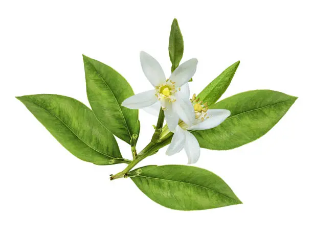 Fiori di Limone: La bellezza e il profumo dei fiori di limone - Perché il limone fa i fiori ma non i frutti fiori di limone - Perché il limone fa i fiori ma non i frutti