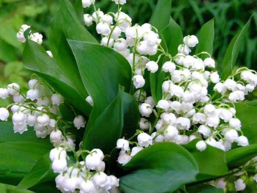 Mughetto fiore significato: la tradizione del 1° maggio - Perché il mughetto porta fortuna mughetto fiore significato - Perché il mughetto porta fortuna