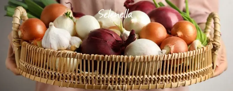fiore di cipolla - Perché la cipolla germoglia