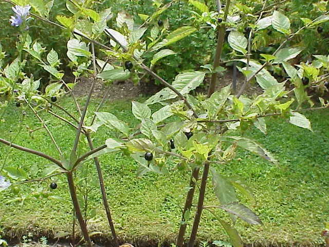 fiore belladonna - Perché si chiama belladonna