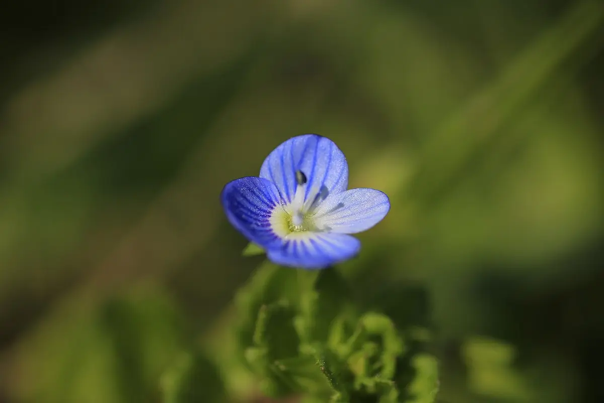 fiori occhi della madonna - Perché si chiamano Occhi della Madonna