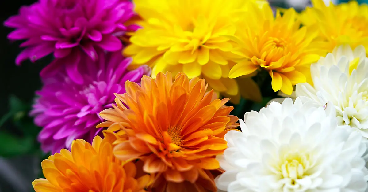 Fiori da Morto: Tradizioni e Significato - Qual è il colore del lutto fiori da morto - Qual è il colore del lutto