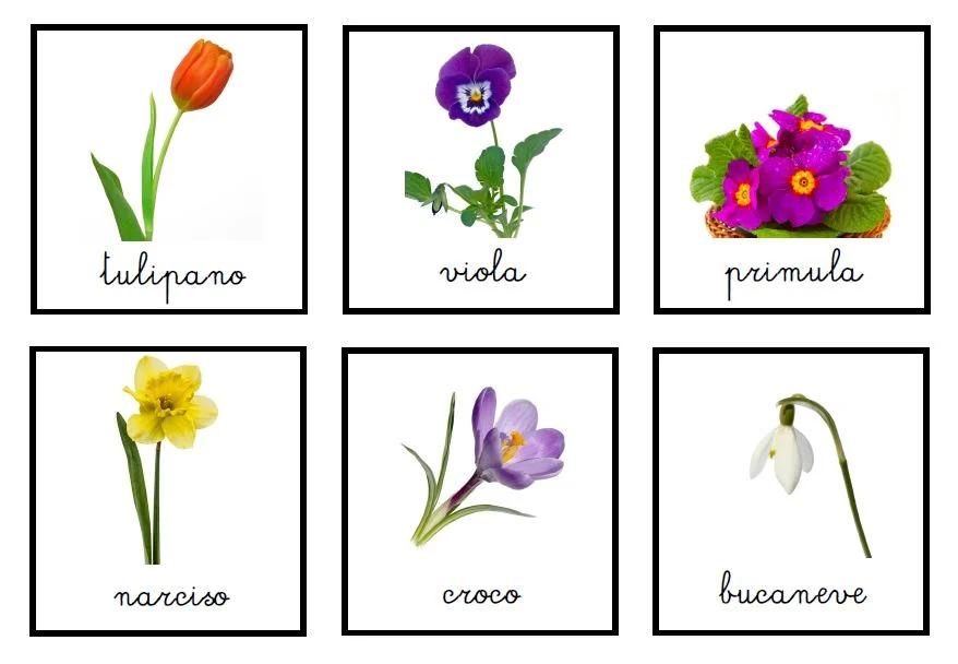 nomi fiori - Qual è il fiore del ricordo
