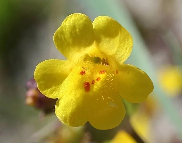 mimulus fiore di bach - Qual è il fiore della paura