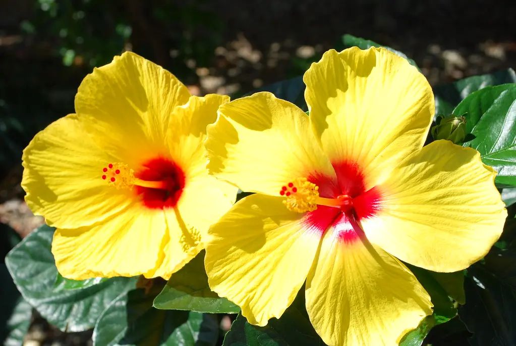 Fiori Grandi: La Bellezza nella Dimensione - Qual è il fiore più grande del mondo fiori grandi - Qual è il fiore più grande del mondo