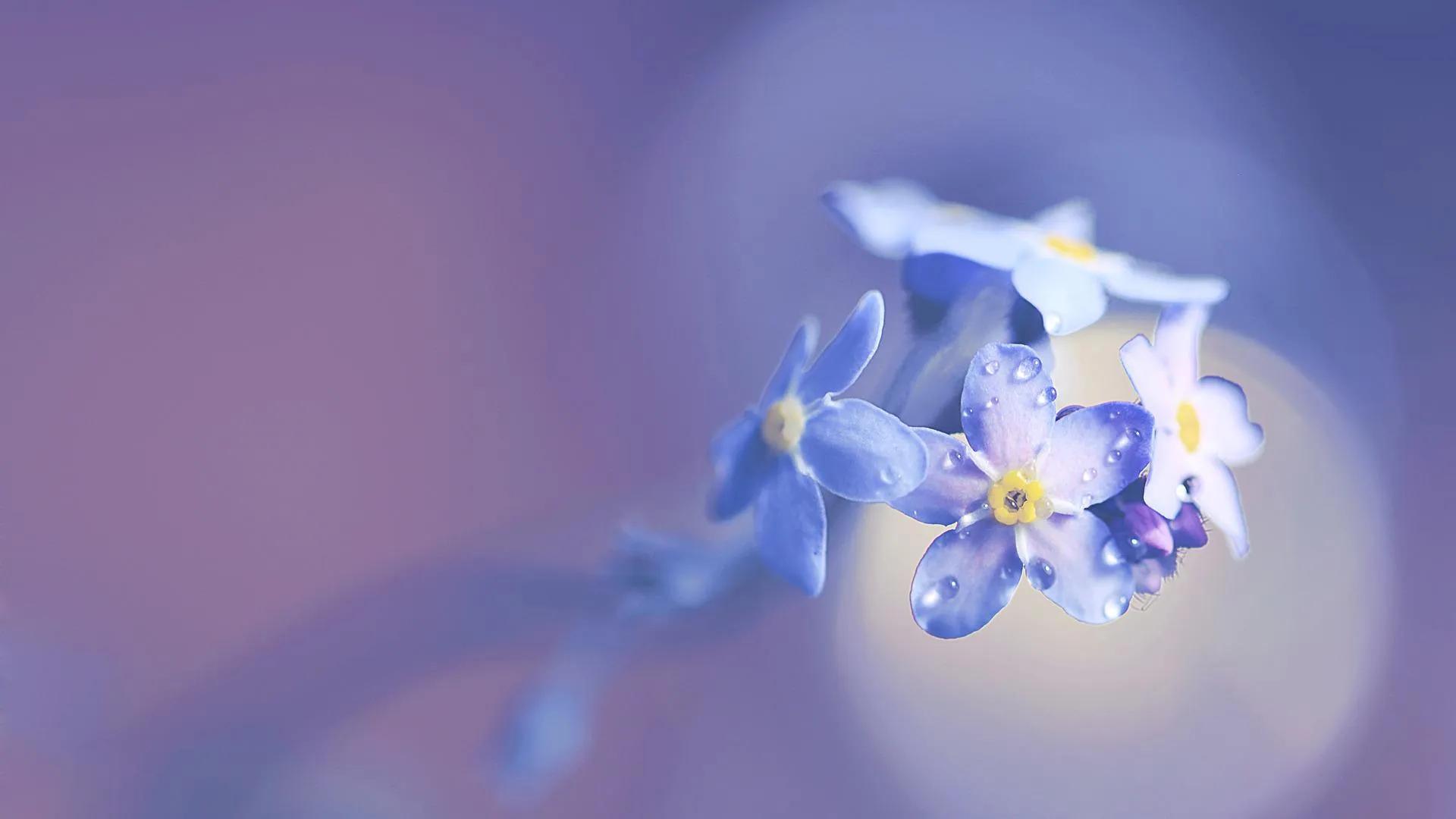 fiore pagoda - Qual è il fiore più piccolo del mondo