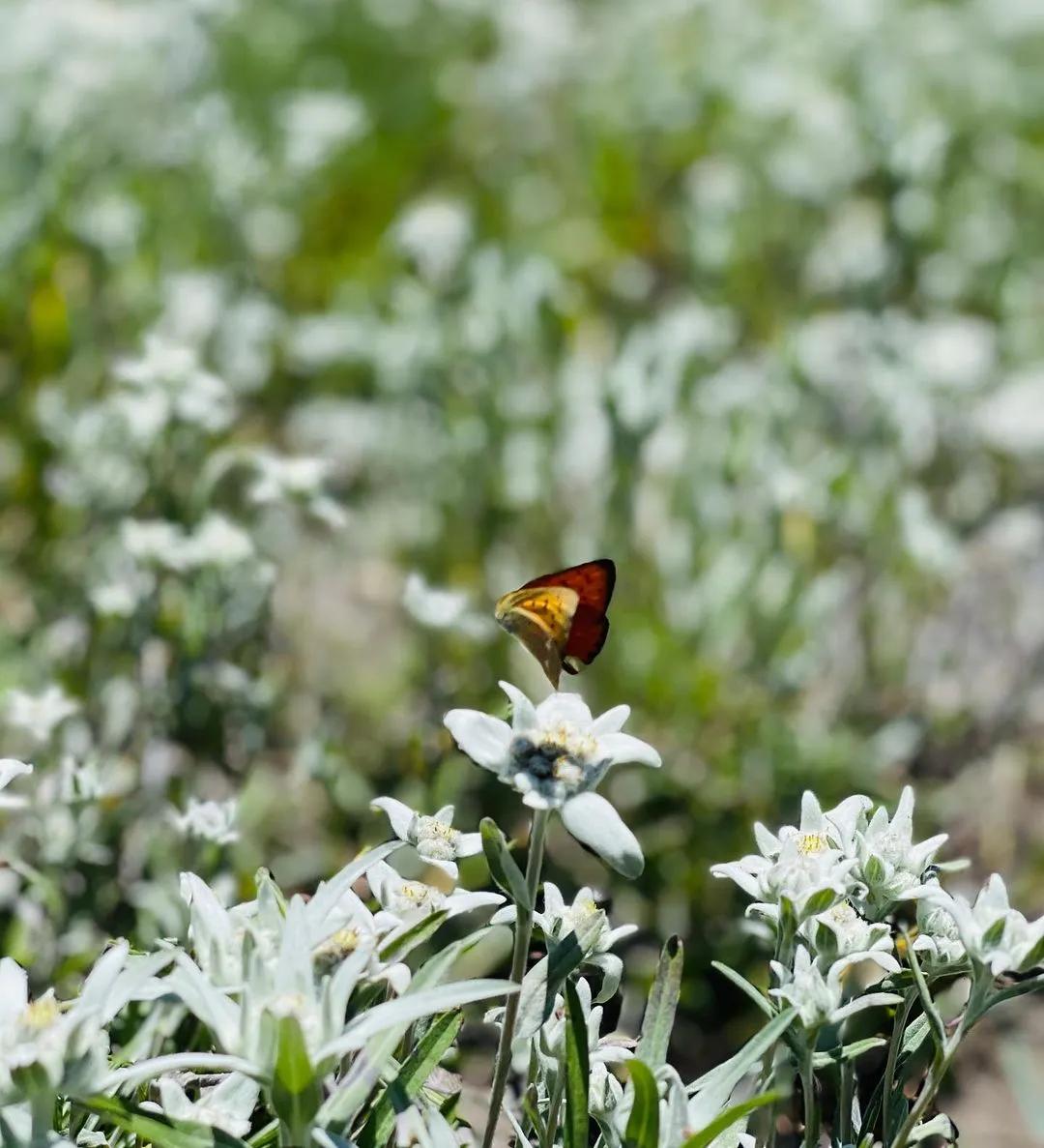 Fiori di montagna: bellezza e resistenza - Qual è il fiore più prezioso della montagna fiori di montagna - Qual è il fiore più prezioso della montagna