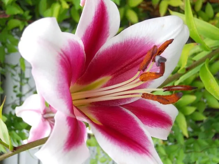 fiore significato - Qual è il significato dei fiori