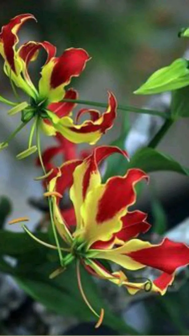 fiori rari - Qual è l'orchidea più rara al mondo