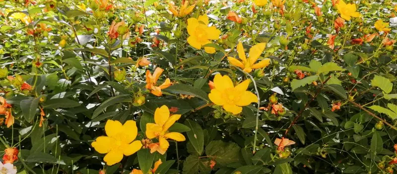 Pianta con fiori gialli: scopri le varietà più belle per il tuo giardino - Qual è la pianta con fiore giallo e dal lungo stelo verde pianta con fiori gialli - Qual è la pianta con fiore giallo e dal lungo stelo verde