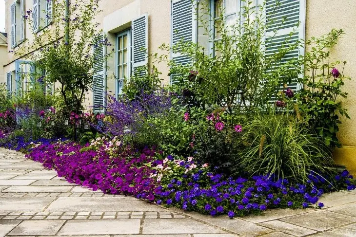 Cespugli fioriti perenni resistenti al freddo: piante per un giardino rigoglioso e senza sprechi - Qual è la pianta più resistente alla siccità cespugli fioriti perenni resistenti al freddo - Qual è la pianta più resistente alla siccità
