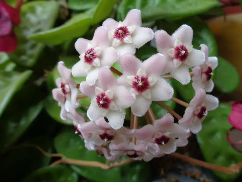 fiori da interno poca luce - Quale è la pianta del buio