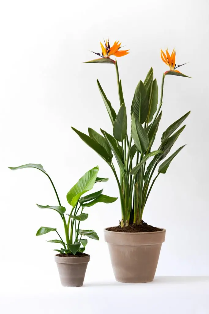 Quale Sterlizia fa i fiori? - Quale Sterlizia fa i fiori strelitzia nicolai fiore - Quale Sterlizia fa i fiori