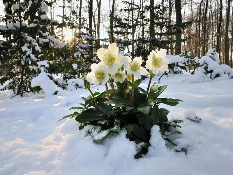 Fiorisce in pieno inverno: piante e fiori che resistono al freddo - Quali alberi fioriscono in inverno fiorisce in pieno inverno - Quali alberi fioriscono in inverno