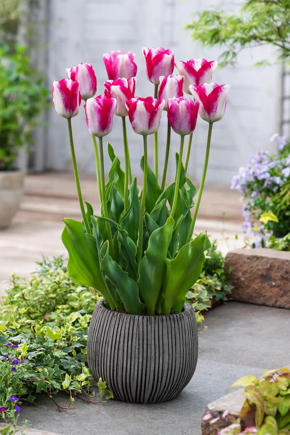 Fiori da bulbo: colori e profumi per il tuo giardino - Quali bulbi si possono lasciare nel terreno fiori da bulbo - Quali bulbi si possono lasciare nel terreno