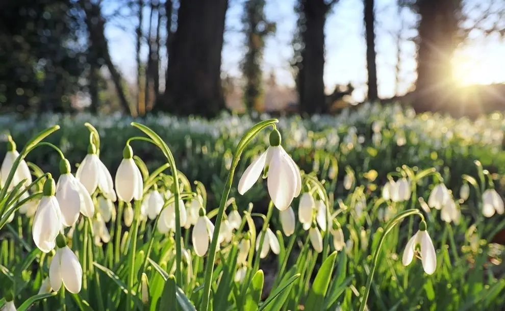Fiori Invernali: Un'Esplosione di Colori e Profumi anche durante l'Inverno - Quali fiori fioriscono in inverno fiori invernali - Quali fiori fioriscono in inverno