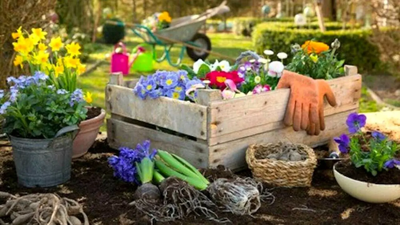 Fiori autunnali: colori e profumi per il tuo giardino - Quali fiori mettere in vaso in autunno fiori autunnali - Quali fiori mettere in vaso in autunno