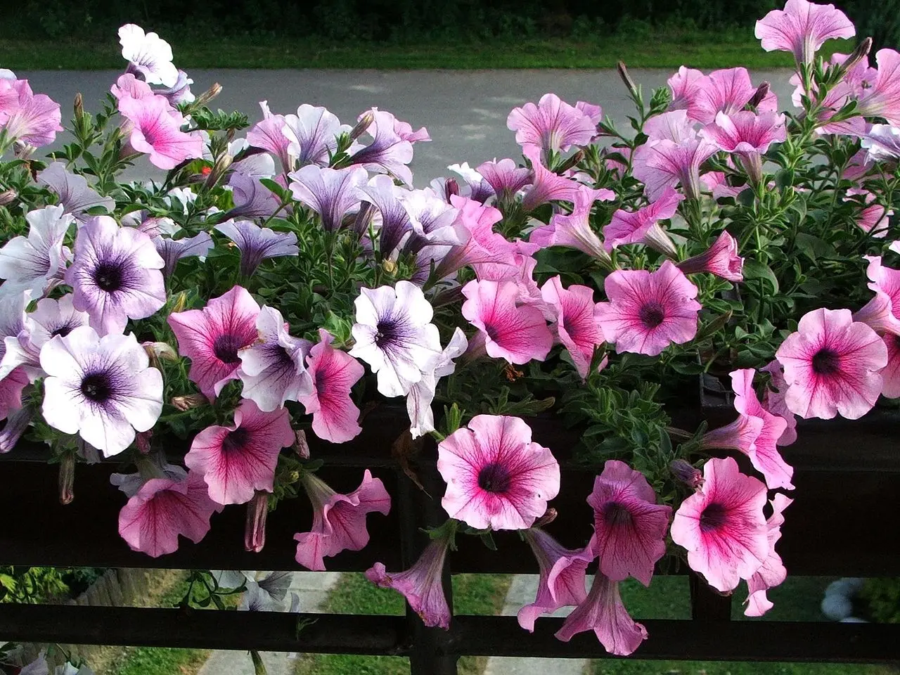 fioriere da interno - Quali fiori piantare in vaso