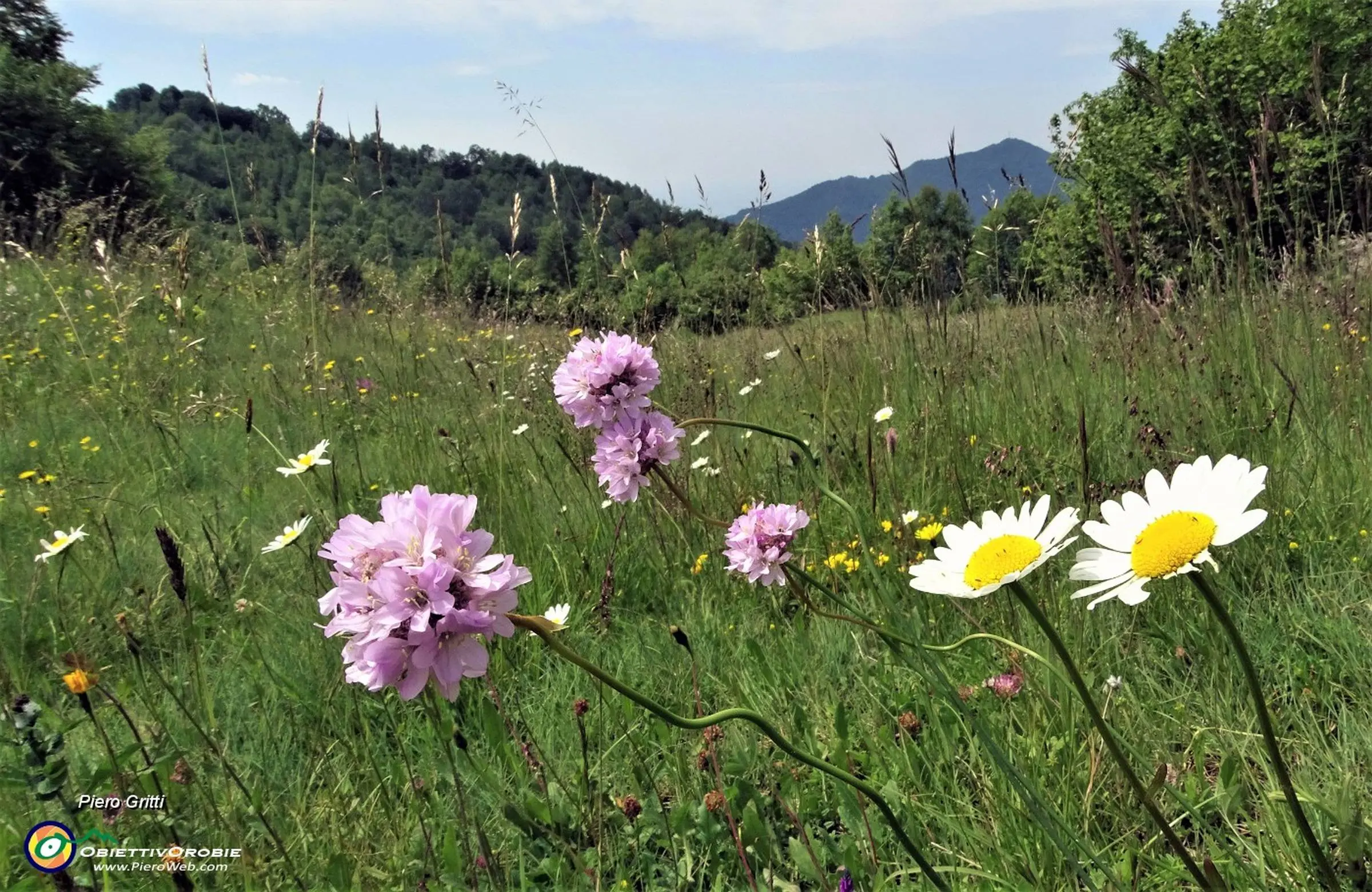Quali fiori piantare nel prato - Quali fiori piantare nel prato fiori di prato - Quali fiori piantare nel prato