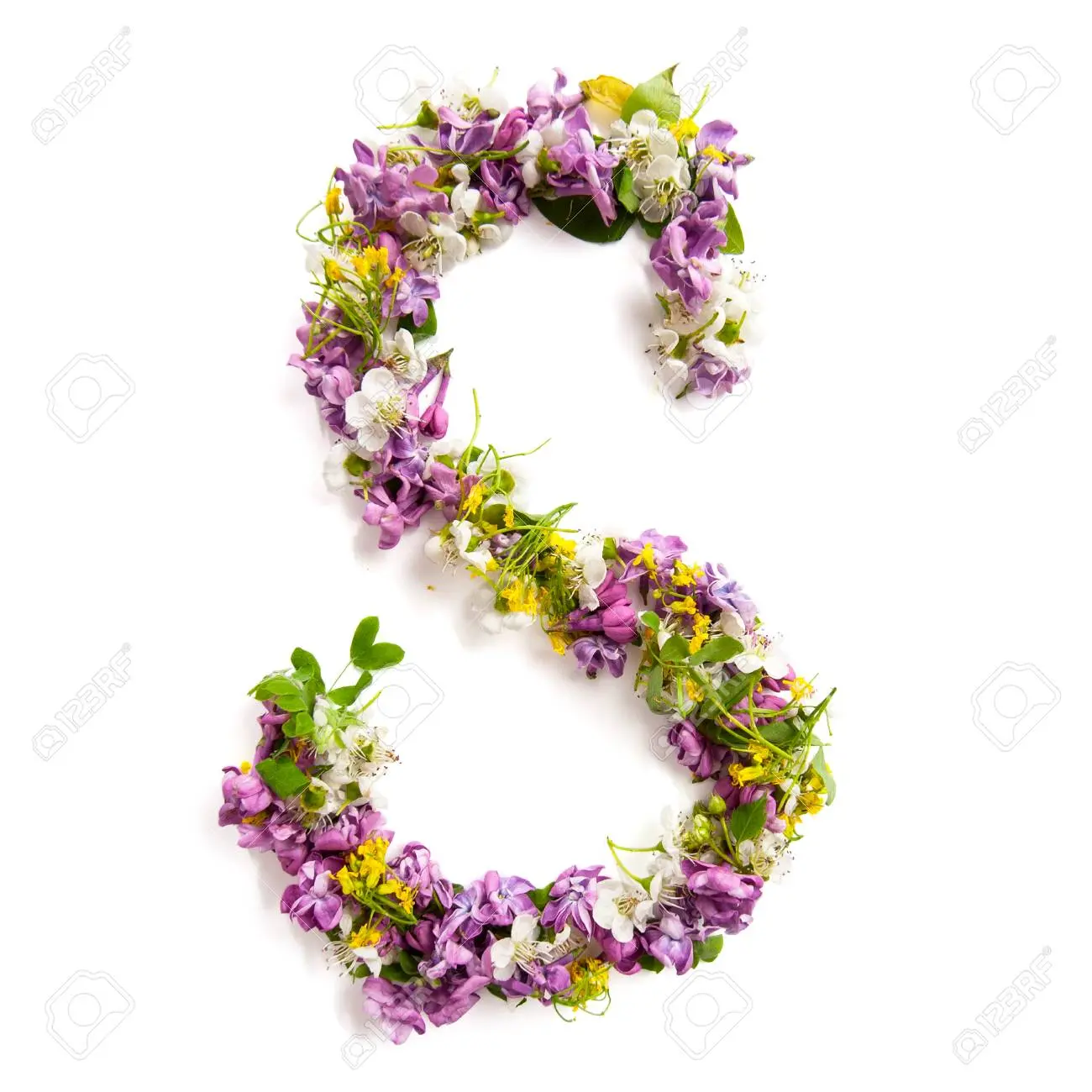 Fiori con la S: scopri le piante angiosperme - Quali piante hanno fiori e frutti fiori con la s - Quali piante hanno fiori e frutti