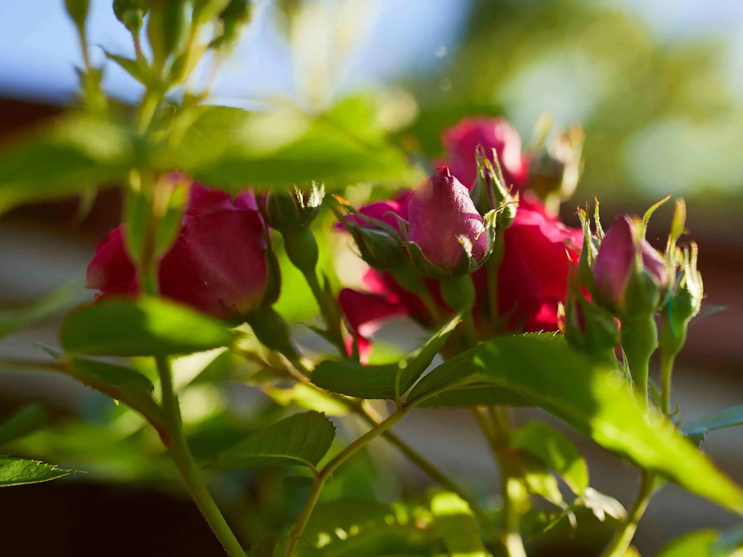 fiori rosa - Quali rose esistono in natura