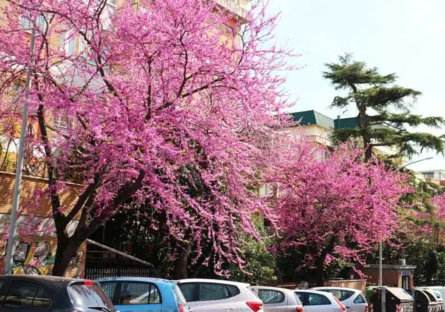 Albero con fiore rosa: una bellezza in giardino - Quali sono gli alberi da fiore albero con fiore rosa - Quali sono gli alberi da fiore