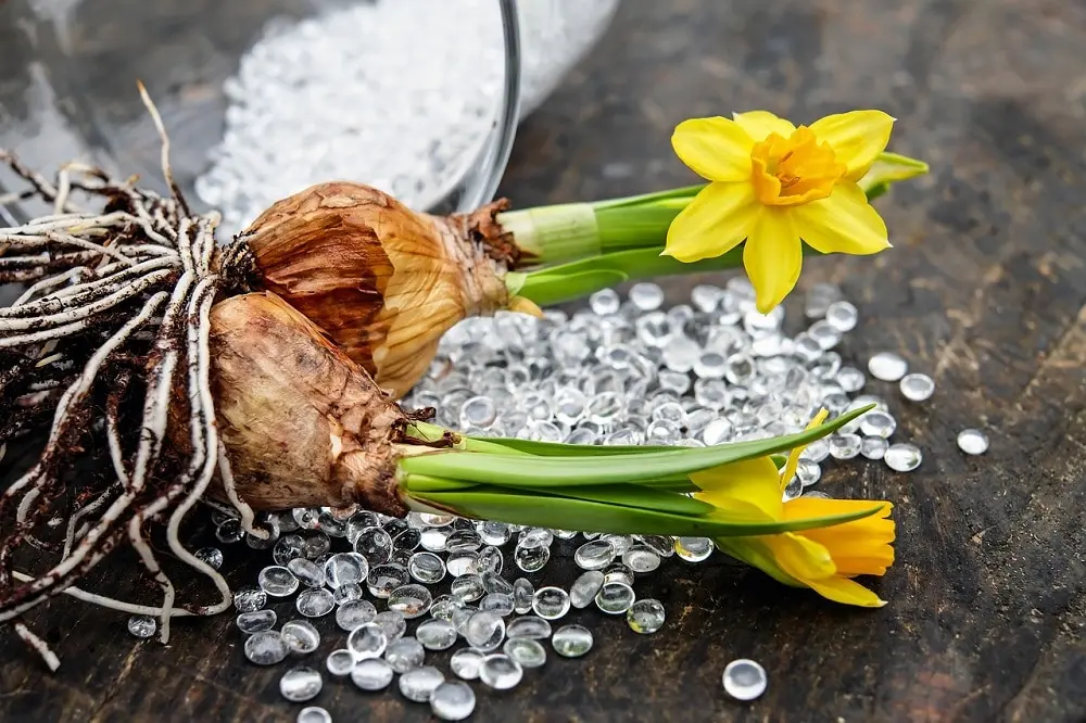Fiori con bulbo: una guida completa - Quali sono i bulbi a fioritura estiva fiori con bulbo - Quali sono i bulbi a fioritura estiva