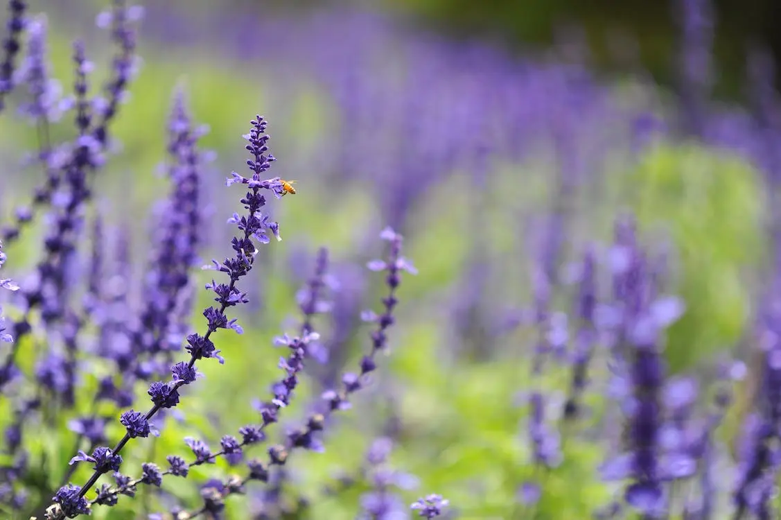 Fiori viola a grappoli: una meraviglia della natura - Quali sono i fiori a grappolo fiori viola a grappoli - Quali sono i fiori a grappolo