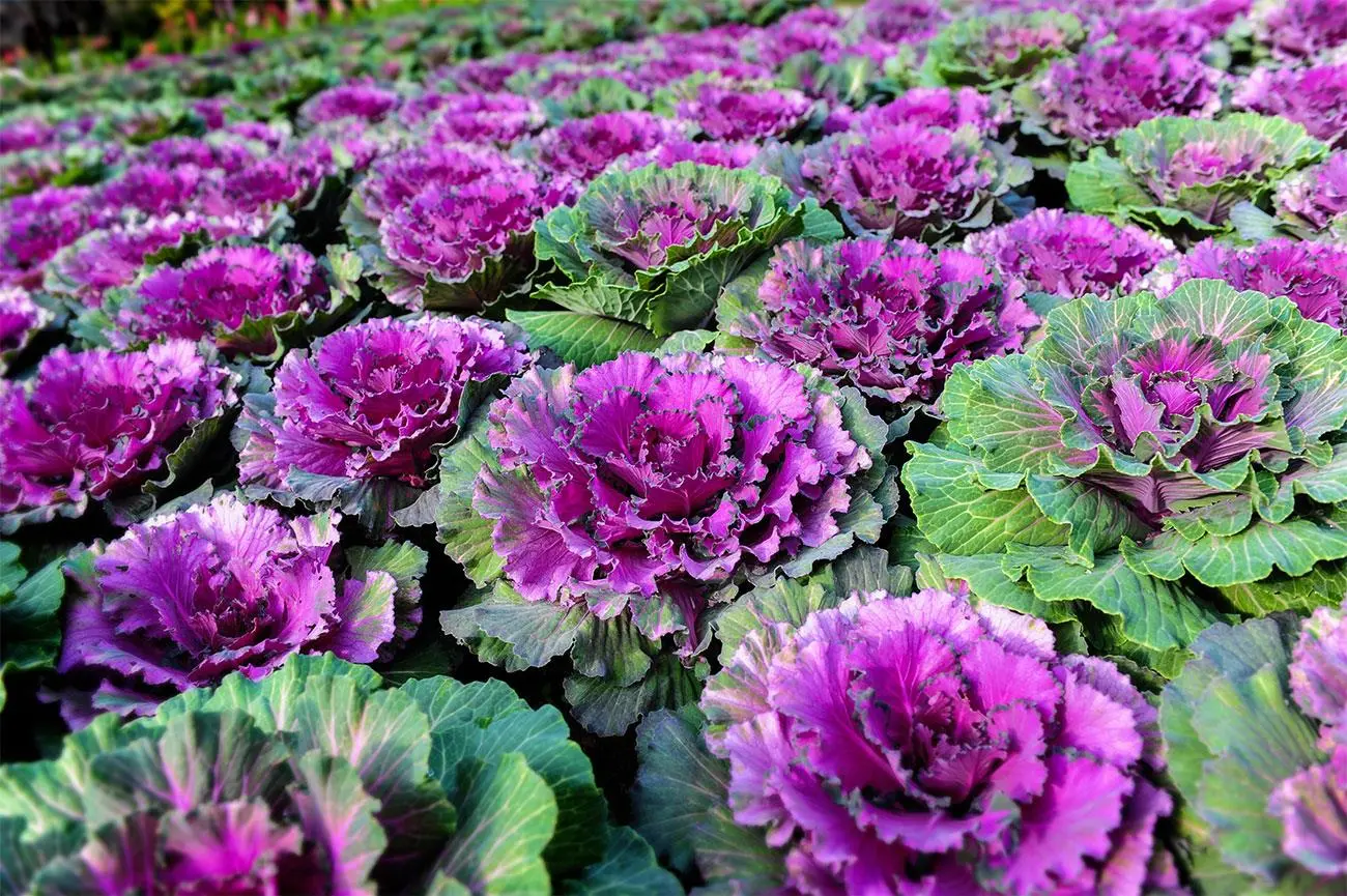 Fiori autunnali: colori e profumi per il tuo giardino - Quali sono i fiori che fioriscono in autunno fiori autunnali - Quali sono i fiori che fioriscono in autunno