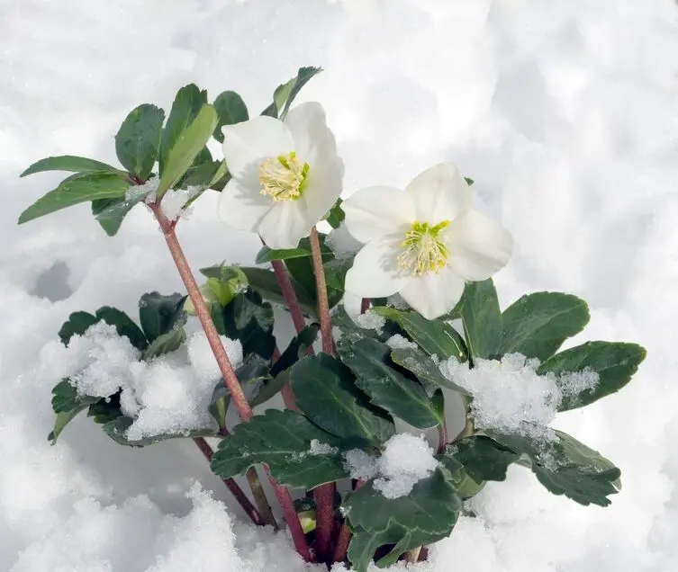 Fiorisce in pieno inverno: piante e fiori che resistono al freddo - Quali sono i fiori che fioriscono in inverno fiorisce in pieno inverno - Quali sono i fiori che fioriscono in inverno