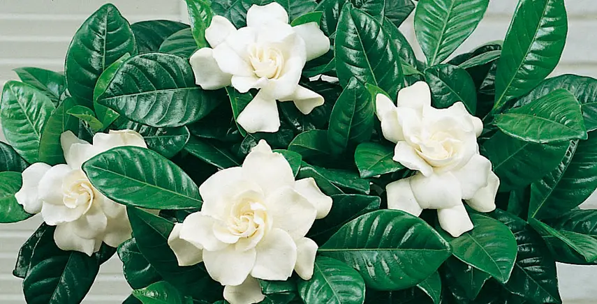 fiori da interno poca luce - Quali sono i fiori che hanno bisogno di poco sole