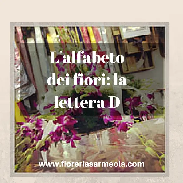 Fiori con la D: Una guida completa - Quali sono i fiori che iniziano con la D fiori con la d - Quali sono i fiori che iniziano con la D