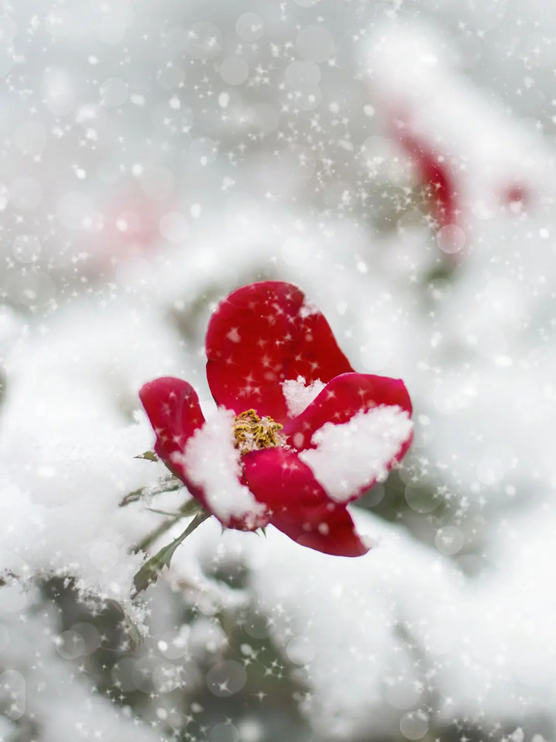 fiore invernale - Quali sono i fiori d'inverno