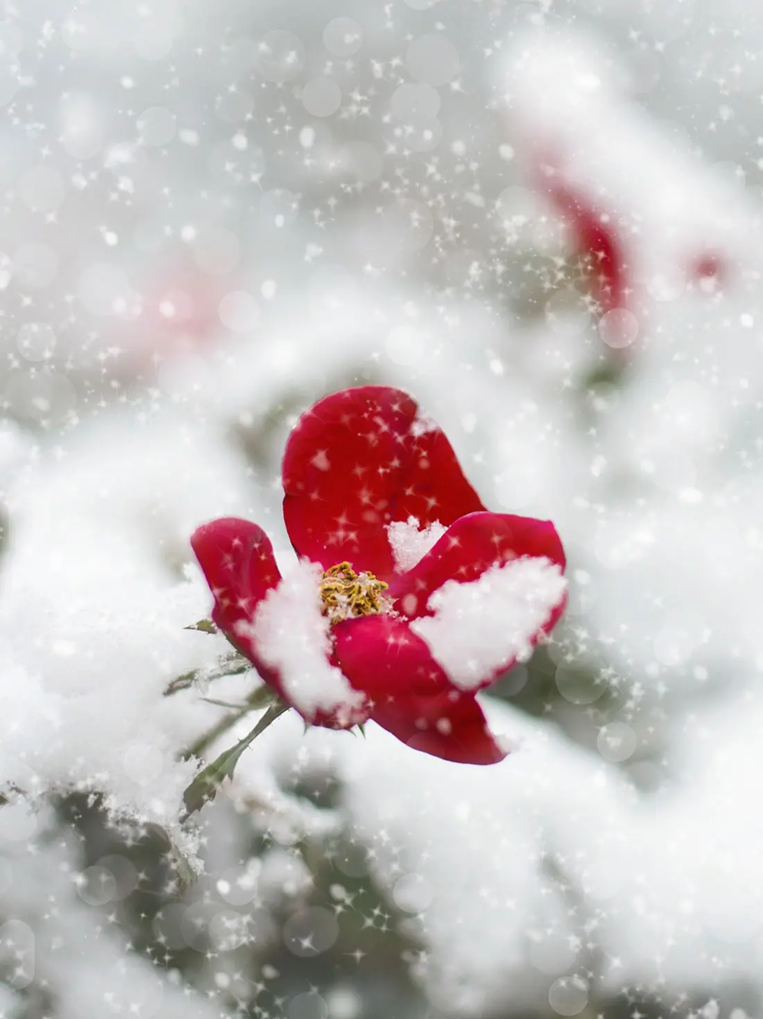 Fiore Invernale: I Fiori da Coltivare Durante la Stagione Fredda - Quali sono i fiori d'inverno fiore invernale - Quali sono i fiori d'inverno