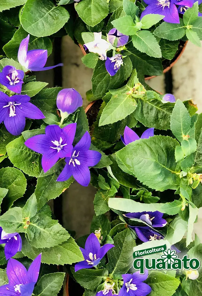 Fiori da balcone resistenti al sole: una guida completa - Quali sono i fiori da balcone più resistenti fiori da balcone resistenti al sole - Quali sono i fiori da balcone più resistenti