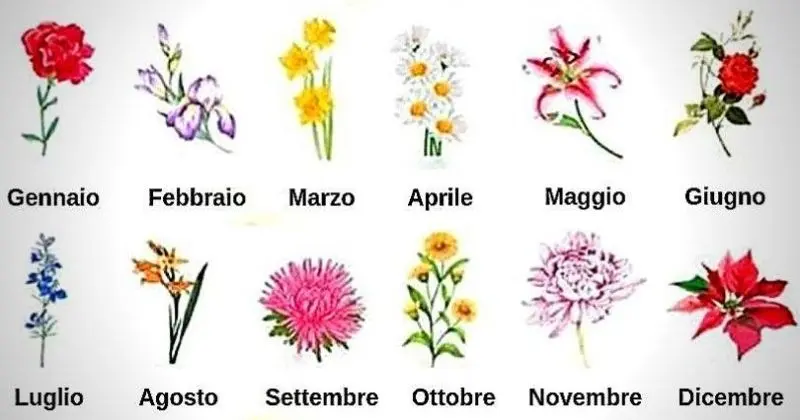 fiori di nascita - Quali sono i fiori dei mesi