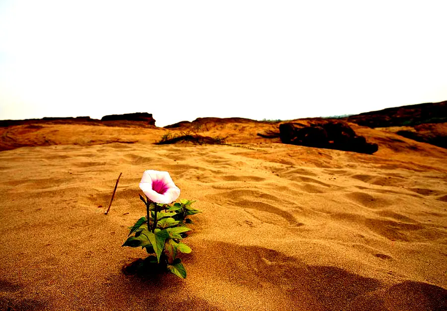 fiore nel deserto - Quali sono i fiori del deserto