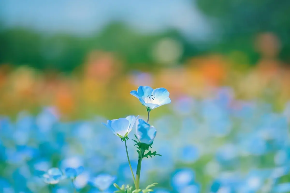 fiori azzurri - Quali sono i fiori del momento