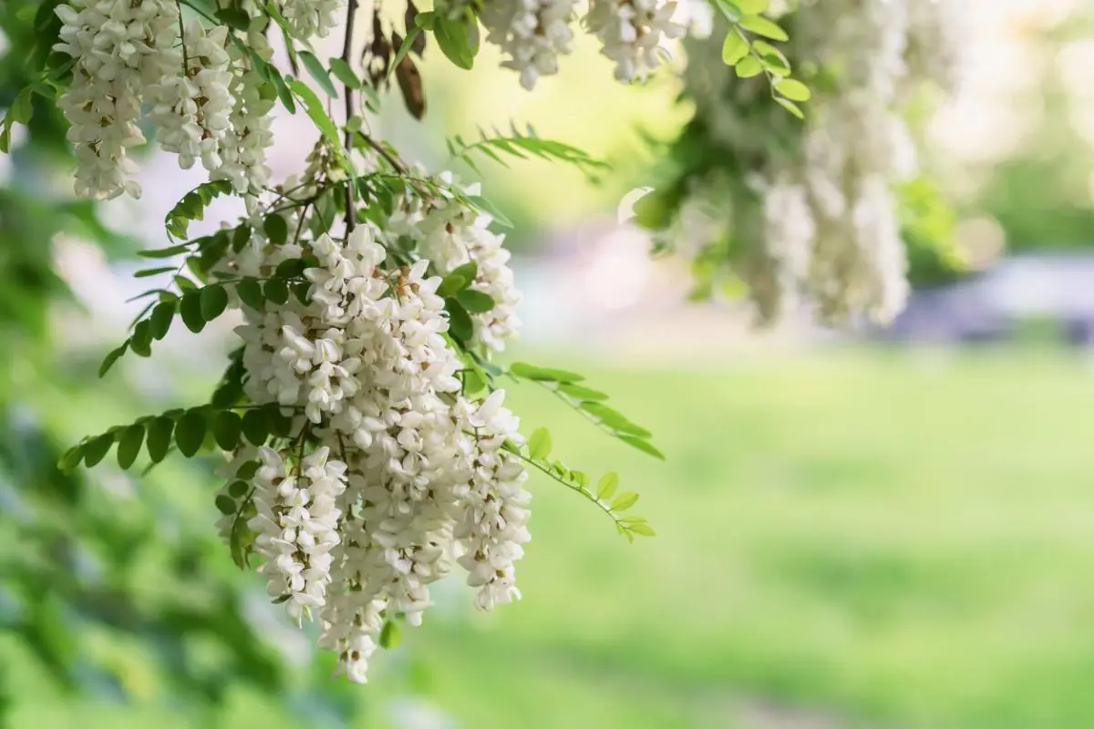 Fiori di Acacia: Benefici, Utilizzi e Ricette - Quali sono i fiori di acacia fiori di acacia - Quali sono i fiori di acacia