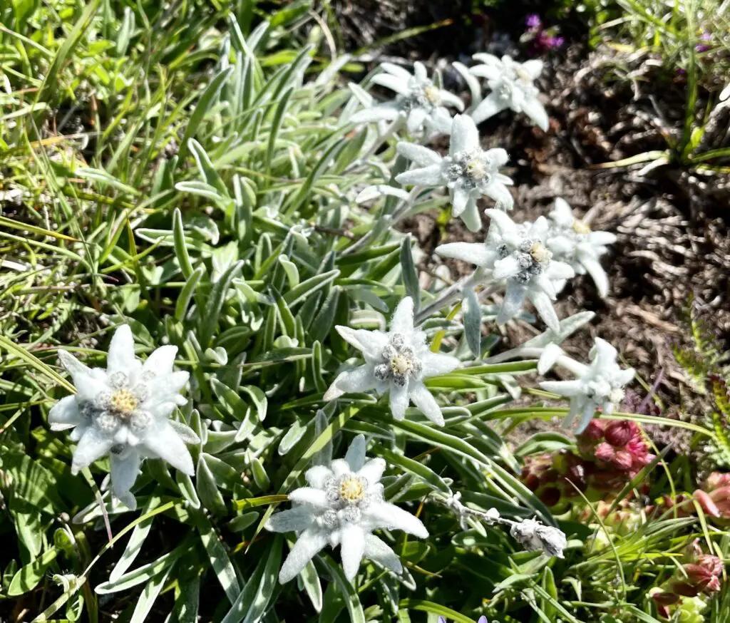 Fiori di Montagna Estate: La Bellezza delle Fioriture di Agosto - Quali sono i fiori di agosto fiori di montagna estate - Quali sono i fiori di agosto