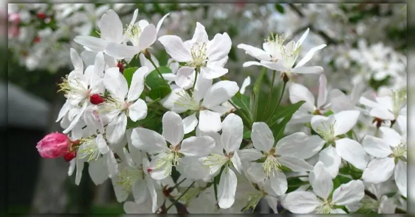 Crab Apple Fiori di Bach: Il rimedio naturale per la purificazione del corpo e della mente - Quali sono i fiori di Bach per dimagrire crab apple fiori di bach - Quali sono i fiori di Bach per dimagrire