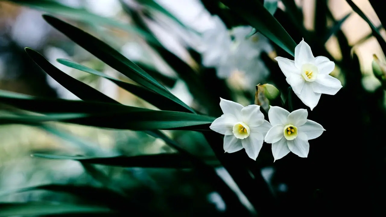Fiori di Febbraio: Cosa piantare e come prendersene cura - Quali sono i fiori di gennaio fiori di febbraio - Quali sono i fiori di gennaio