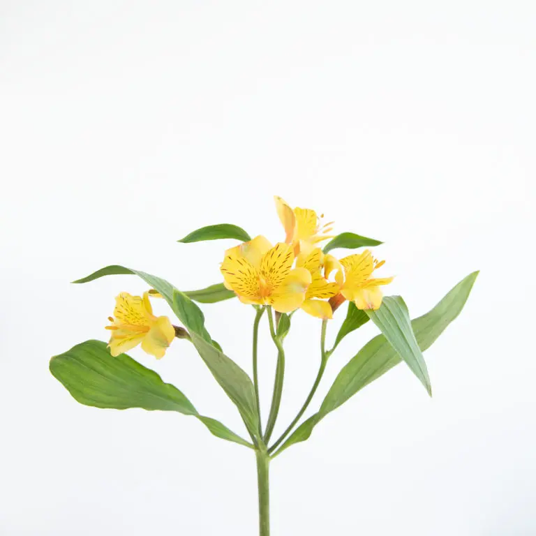 Fiori gialli: significato, tipologie e coltivazione