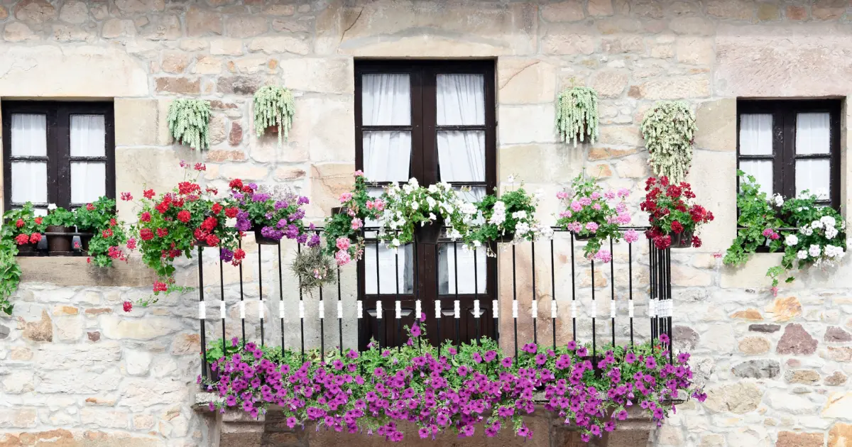 Fiori Invernali: Un'Esplosione di Colori e Profumi anche durante l'Inverno - Quali sono i fiori invernali da balcone fiori invernali - Quali sono i fiori invernali da balcone