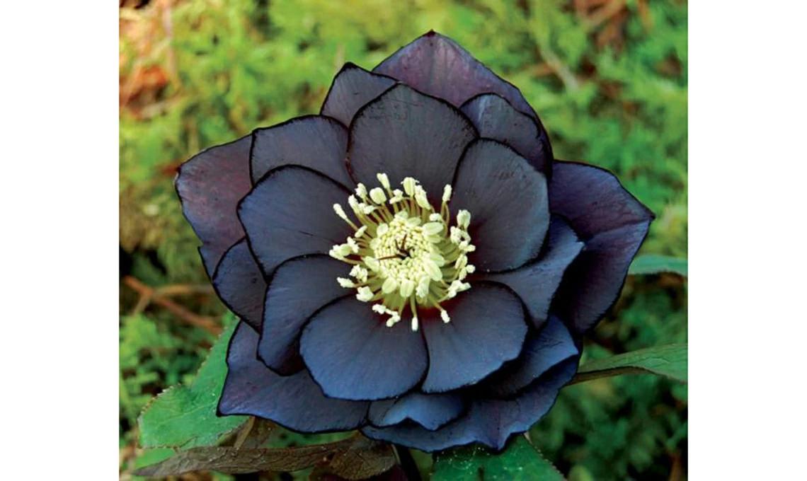 Fiori Neri: Significato e Tipi - Quali sono i fiori Neri fiori neri - Quali sono i fiori Neri