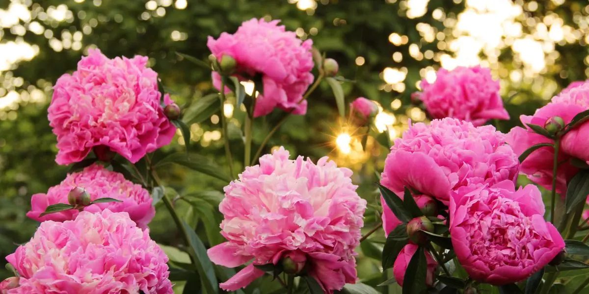 Fiori Perenni Tappezzanti: Piante Versatili per il Tuo Giardino - Quali sono i fiori perenni da vaso fiori perenni tappezzanti - Quali sono i fiori perenni da vaso